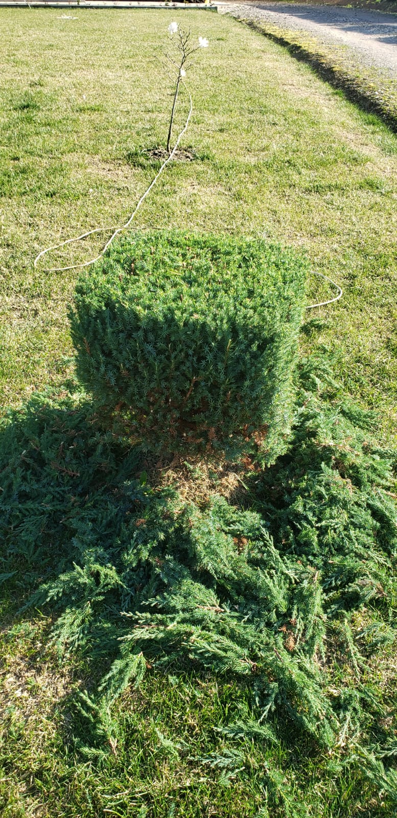 intretinere gradini si livezi